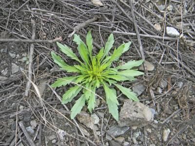 Мелколепестник канадский (Erigeron canadensis L.)