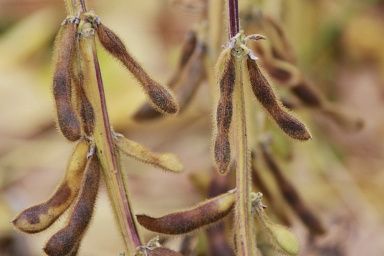 Липецкая область вошла в топ-10 регионов России по приросту урожая сои