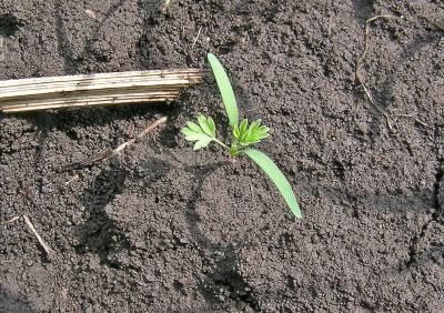 Дымянка Шлейхера (Fumaria schleicheri)