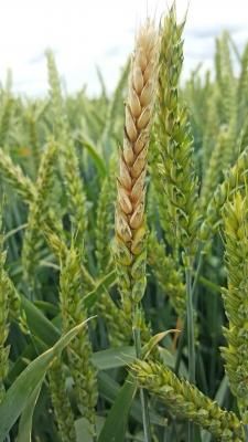 Фузариоз колоса пшеницы (Fusarium graminearum Schwabe(= Gibberella zeae (Schwein.) Petch), F. avenaceum (Fr.) Sacc. (=Gibberella avenacea R. J. Cook), F. poae (Peck) Wollenw., F. sporotrichioides Sherb., F. culmorum (W. G. Sm.) Sacc. )