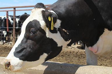 Господдержка сельского хозяйства в Забайкалье увеличится на 30%