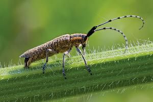 Подсолнечниковый усач (Agapanthia dahli)