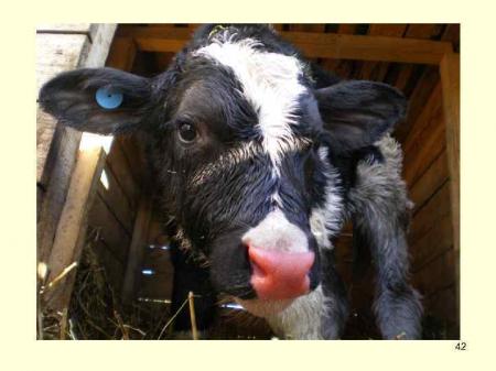 В 26 случаях диагносты выявили лептоспироз у КРС В 26 случаях диагносты выявили лептоспироз у КРС