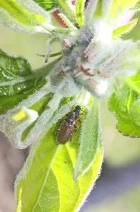 Долгоносик продолговатый листовой (Phyllobius oblongus)