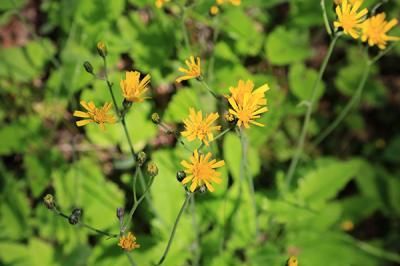 Бородавник обыкновенный  (Lapsana communis)
