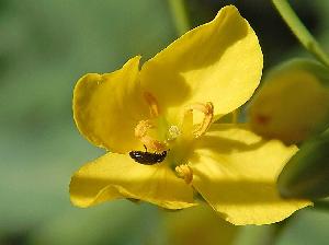 Рапсовый цветоед (Meligethes aeneus)