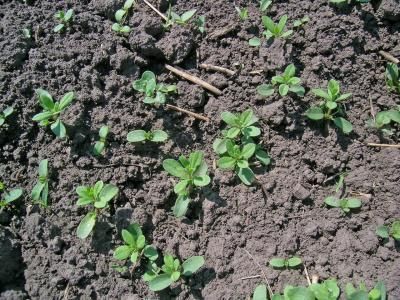 Подмаренник цепкий  (Galium aparine)