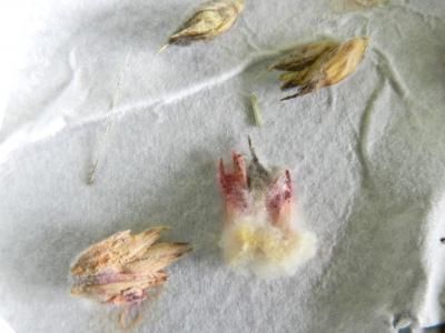 Фузариозные корневые гнили зерновых (F. culmorum, F. avenaceum, F. Oxysporum, F. nivale)