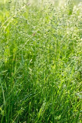 Мятлик однолетний  (Роа annua)