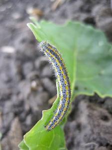 Капустная белянка, капустница (Pieris brassicae)