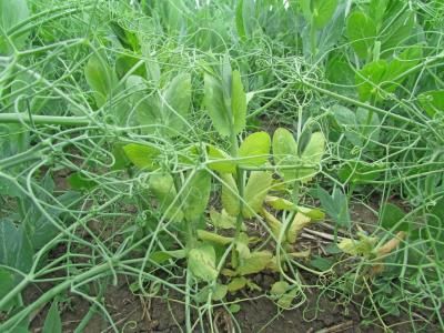 Фузариоз гороха (Fusarium oxysporum (Schlecht.) f. pisi (Hal.) Raillo, F. solani (Mart.) App. et Wr. f. pisi, F. culmorum Sacc., F. avenaceum (Fr.) Sacc., F. semitectum Berk. et Rav., F. gibbosum App. et Wr.)