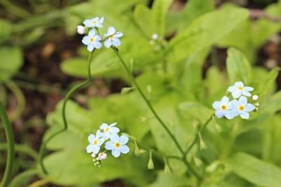 Незабудка полевая (Myosotis arvensis (L.) Hill.)