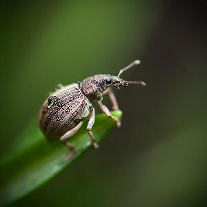 Яблонный цветоед (Anthonomus pomorum)