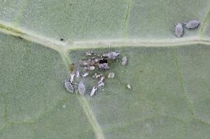 Капустная тля (Brevicoryne brassicae)