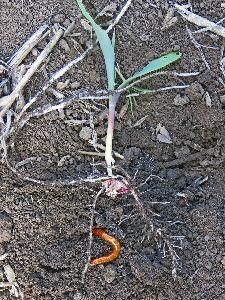 Щелкуны (проволочники) (темный (Agriotes obscurus), полосатый (A. lineatus))