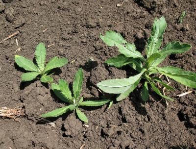 Бодяк полевой (осот розовый)  (Cirsium arvense)