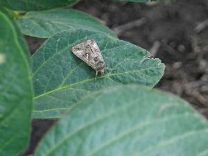 Совка-гамма (Autographa gamma)