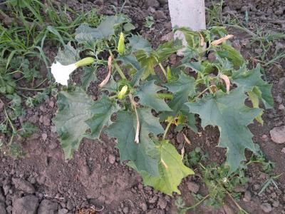 Дурман обыкновенный (Datura stramonium)