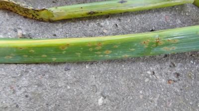 Ржавчина лука (Puccinia porri Wint, P. allii Rub., Melampsora allii-populina Kleb.)