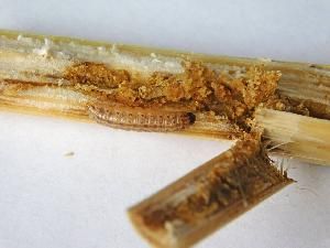 Кукурузный (стеблевой) мотылек (Ostrinia nubilalis)