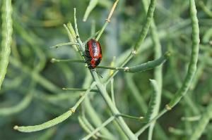 Рапсовый листоед (Entomoscelis adonidis)