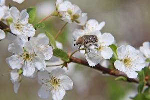 Оленка мохнатая (Epicometis hirta)