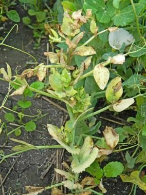 Антракноз гороха (Colletotrichum pisi Pat.)