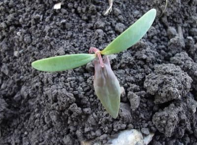 Гречишка вьюнковая  (Fallopia convolvulus)