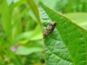 Соевая плодожорка (Laspeyresia glycinivorella)