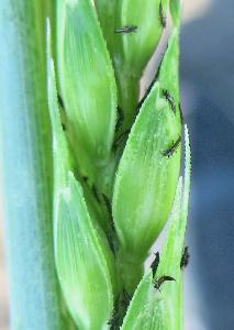 Пшеничный трипс (Haplothrips tritici)