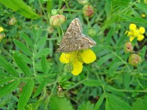 Луговой мотылек (Pyrausta (Loxostege) sticticalis)