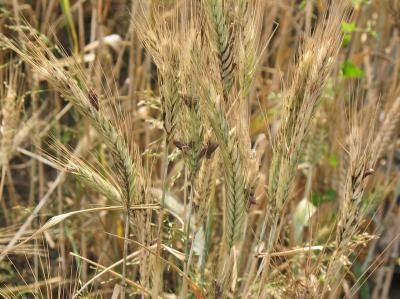 Спорынья злаков (Claviceps purpurea)