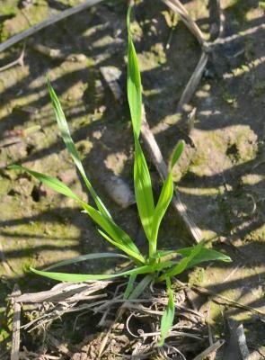 Метлица обыкновенная  (Apera spica-venti)