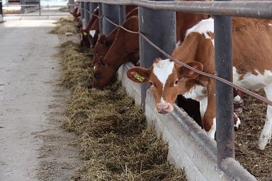 В Томской области увеличилась продуктивность молочных коров