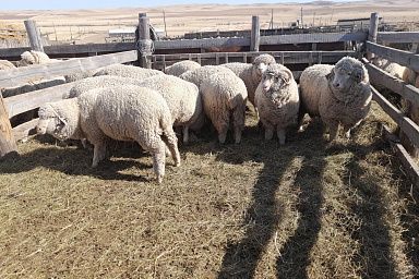 Более 42 млн рублей направили на развитие фермерских хозяйств Забайкалья