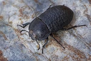 Песчаный медляк (Opatrum sabulosum )