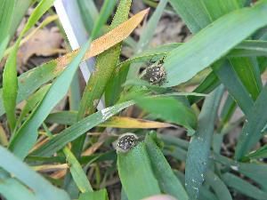 Оленка мохнатая (Epicometis hirta)