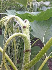 Клоп ягодный (Dolycoris baccarum)