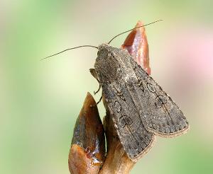 Озимая совка (Agrotis (Scotia) segetum)