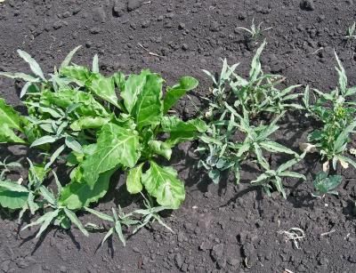 Горец птичий (спорыш), почечуйный, шероховатый  (Polygonum aviculare, почечуйный P. persicaria, P. Scabrum)