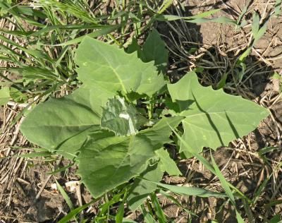 Лебеда, раскидистая, татарская  (Atriplex patula, A. tatarica)