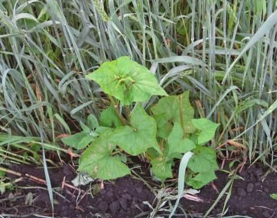 Гречиха татарская  (Fagopyrum tataricum)