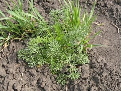 Ромашка непахучая (продырявленная, трехреберник)  (Matricaria perforata, М. inodora)