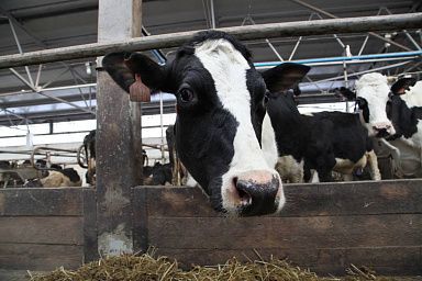 Вологодская область обновила рекорды по производству молока и продуктивности коров
