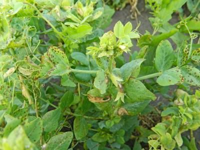 Аскохитоз гороха (Ascochyta pisi Lib., Ascochyta pinodes L.K. Jones.)