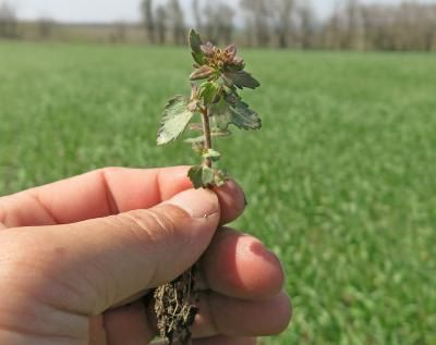 Яснотка (стеблеобъемлющая, пурпурная) (Lamium amplexicaule, L. purpureum)