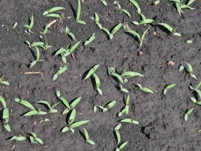 Просо куриное (ежовник обыкновенный) (Echinochloa crus-galli)