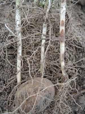 Ризоктониоз, или черная парша картофеля (Thanatephorus cucumeris (A. B. Frank) Donk. (= Rhizoctonia solani J. G. Kuhn).)