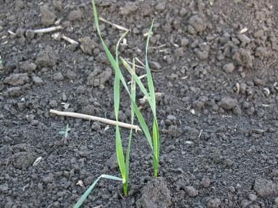 Овсюг пустой (овес пустой)  (Avena fatua)