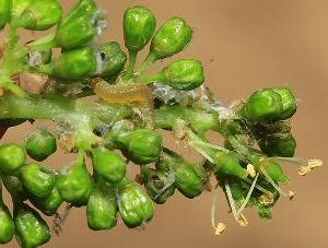 Виноградные листовертки (гроздевая листовертка, двулётная виноградная листовертка) (Lobesiа botrana, Euroecilia ambiguella)